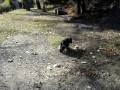 videos de Dogbook Movie: Promenade proche rivi&Atilde;&uml;re