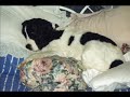 Cute and Funny Dog Pictures!  The Canine Cure For Depression