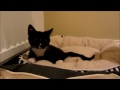 RT @cuddlekitties: Kitty video from 23rd Jan http://t.co/OOTDJnWp