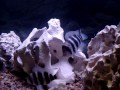 Frontosa Cichlids Frontosa Cichlids