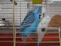 budgie has sex with a plastic bird *amazing* budgie has sex with a plastic bird *amazing*