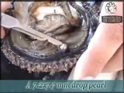 Pearl - This video depicts the actual extraction of natural pearls from live Rainbow Lipped Oysters that were grown in a Pearl Farm in Bacochibampo Bay, Guaymas, Son...