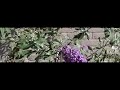 Peacock butterfly (Dagpauwoog) taking off (1200 fps) Peacock butterfly (Dagpauwoog) taking off (1200 fps)