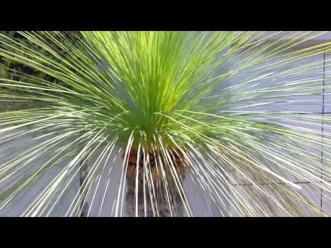 how to transplant australian grass trees