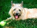 Cairn Terrier Rescue - See For Yourself What is All About Cairn Terrier Rescue - See For Yourself What is All About