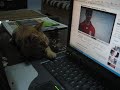 He likes Stevie G