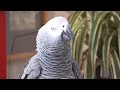 Epic Talking Parrot Cusses Up a Storm