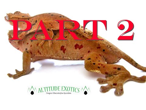 YouTube reptile video
