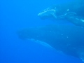 TUBUAI sept 2009 nage avec les baleines (2)