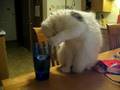 videos de Twiggs Drinking Water