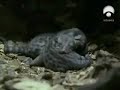 La fauna nocturna del bosque mediterráneo La fauna nocturna del bosque mediterráneo