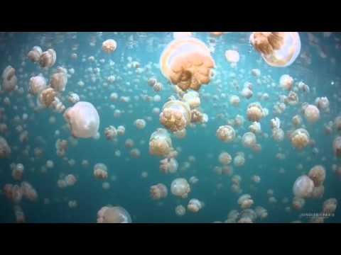 Swimming With Jellyfish!