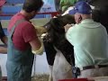 calves