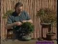 Tips for pruning a shimpaku bonsai