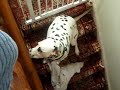 dalmation-singing.html