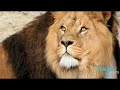 Horoscopes - Leo (07/23 to 08/21)