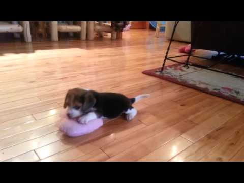 Cutest Baby Girl - Cutie Pie