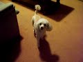 Onze poedel, Sammie