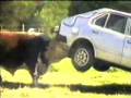 bull vs car