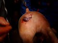 castration porcelet... castration porcelet...