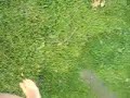 Screaming from a bee Screaming from a bee