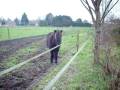 videos de 29-11-08 Sirocco tout seul.MOV
