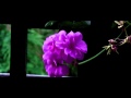 Panasonic HDC HS 100 Test