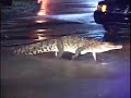 Crocodile Fight at UM