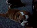 Humphrey, Bubber, and mom Oda . . .1 month old
