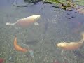 Good Morning Dopey the Koi