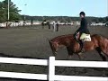 Lets Joe To Vegas 2006 Bay Mare, 16.3H Sire: Hot Diggity Joe Dam: Princess Janterlyn TB Notes: 