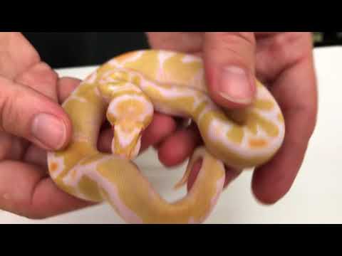 YouTube reptile video