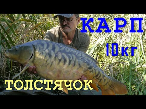 видео поймали огромного сазана видео поймали огромного сазана