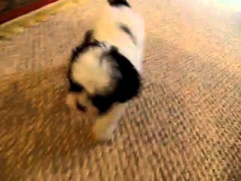 Bandit is anadorable ShihPoo Boy!!