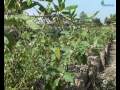 Why has organic farming not been introduced in Burma yet?