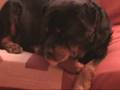 Piksi & Tasa (Tacha) 2