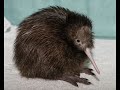 Tui Teka 