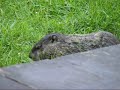 Punxsutawny Phil (The Groundhog) Punxsutawny Phil (The Groundhog)