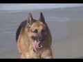 German Shepherds on the Beach