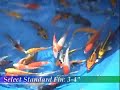 Blackwater Creek: Select Koi 3-4\" Blackwater Creek: Select Koi 3-4\"