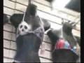 videos de shops3music