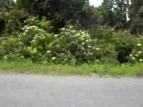 Atchafalaya Basin Road