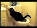 Gatitos graciosos