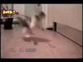 Gatitos graciosos