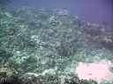 9 Aug: Sea Turtle swimming off coast of Tokashiki, Keramas, Okinawa, Japan