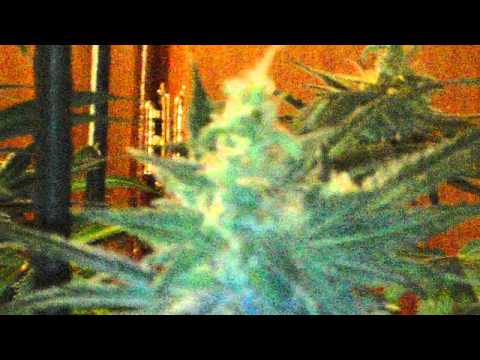 how to grow under lights