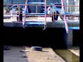 Una Nutria o una Lontra a Porto San Giorgio?
