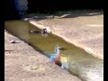 Una Nutria o una Lontra a Porto San Giorgio?