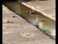 Una Nutria o una Lontra a Porto San Giorgio?