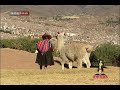 LOS BOHEMIOS DEL CUSCO - PARA MI ESPOSA